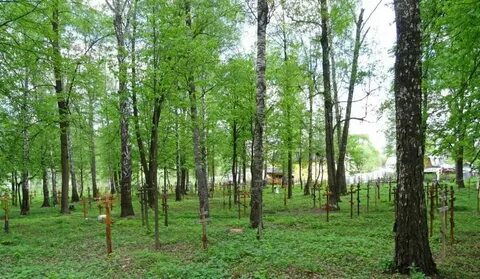 Березовая роща рынок