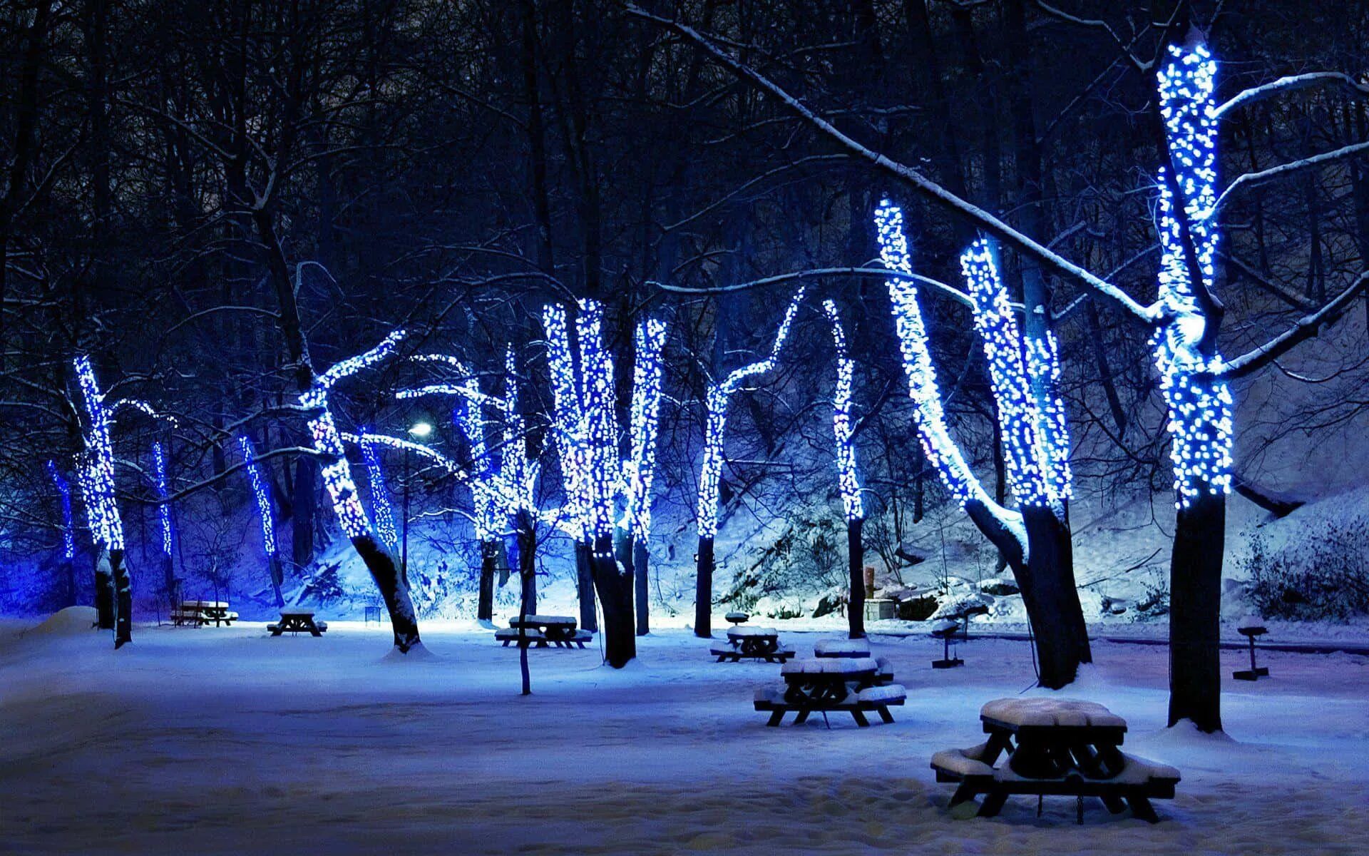 New years night. Зимний парк. Новогодняя подсветка деревьев. Гирлянда на дереве. Новогодняя иллюминация деревьев.