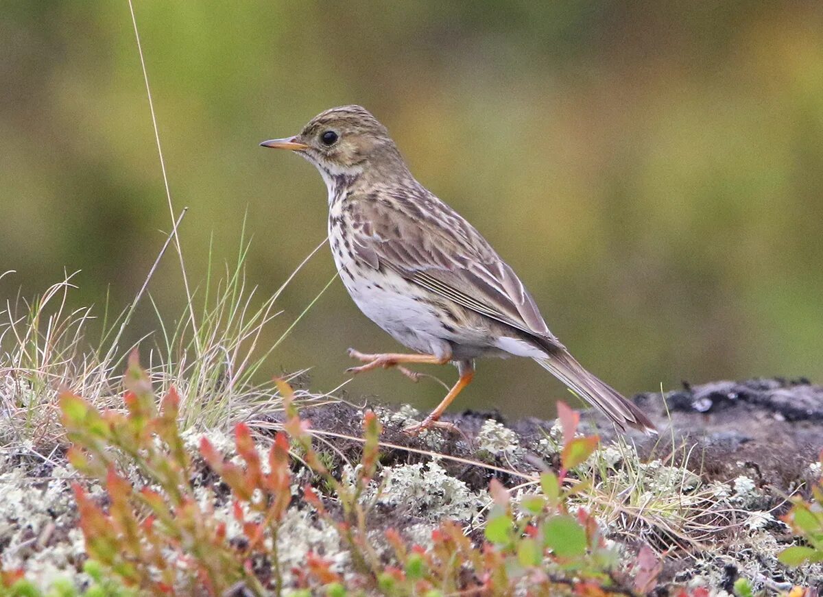 Луговой конек (Anthus pratensis) 237. Краснозобый конек. Anthus pratensis. Луговой конек птица гнездо. Луговые птицы Подмосковья. Полевая птица фото