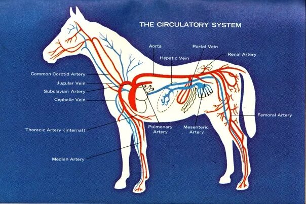 Кровеносная система лошади анатомия. Кровеносная система коровы анатомия. Кровеносные сосуды лошади. Система кровообращения лошади. Артерии и вены животных