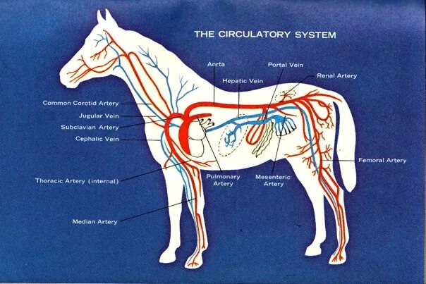 Артерии и вены животных