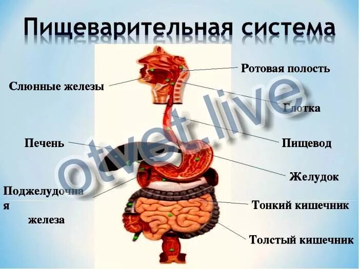 Пищеварение в ротовой полости. Пищеварение пищеварение в ротовой полости. Строение и функции органов пищеварительной системы: ротовая полость,. Таблица пищеварение в ротовой полости пищевод. Пищеварение тест 8 класс биология с ответами