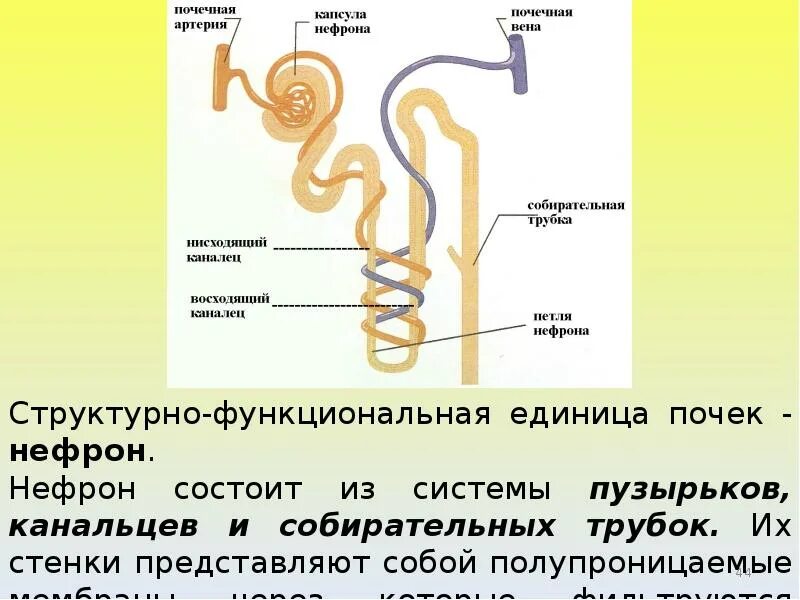 Какой процесс происходит в канальцах нефрона. Собирательная трубка нефрона. Собирательнач трубка неыорна. Схема почечное тельце собирательная трубка. Какова функция собирательных трубочек нефрона.