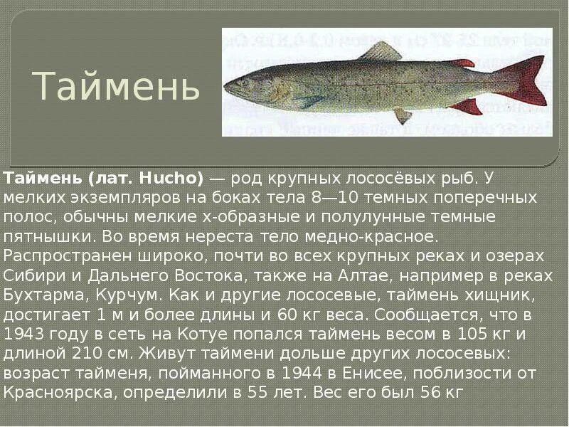 Рыба семейства лососевых хариус. Рыба Таймень обыкновенный. Таймень рыба описание. Сообщение о рыбе Таймень. Таймень красная книга