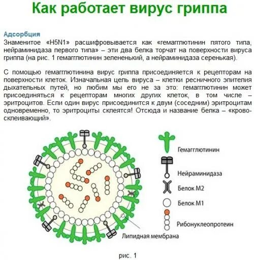 Действие вируса гриппа. Вирус гриппа механизм заражения. Механизмы действия вируса гриппа. Как работает вирус. Схематическая структура вируса гриппа.