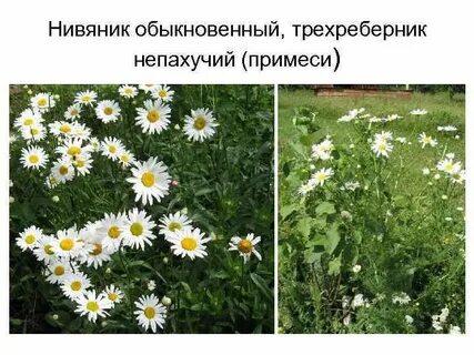 Тип соцветия нивяника обыкновенного