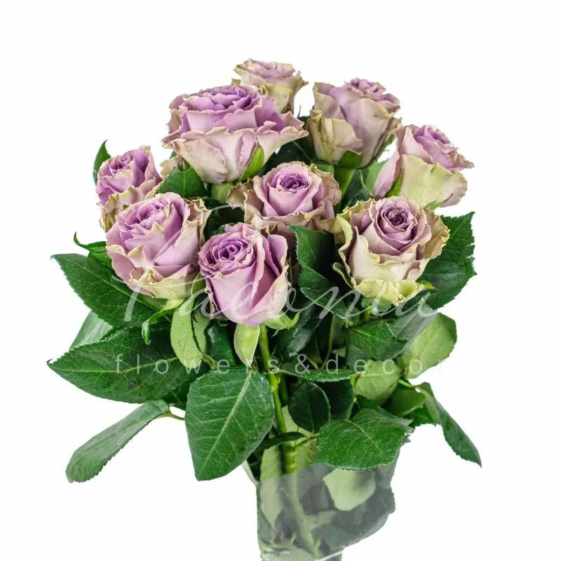 хризантема гилберт пурпл. гвоздика эверест вайт. лагерстремия индийская двухцветная. лагерстремия berlingot menthe. шалфей маркус.