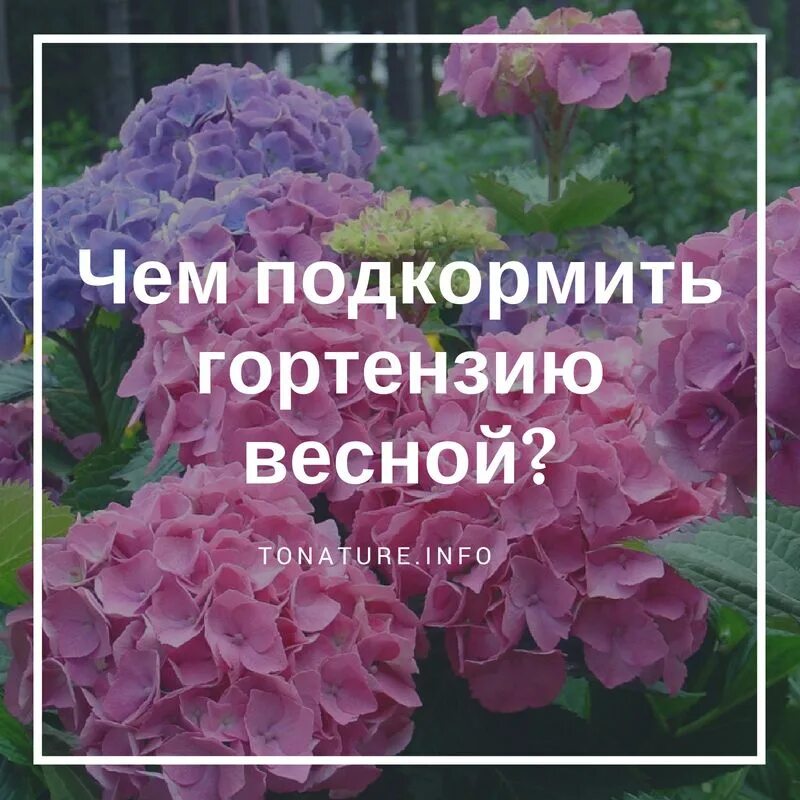 Чем подкормить цветущую гортензию