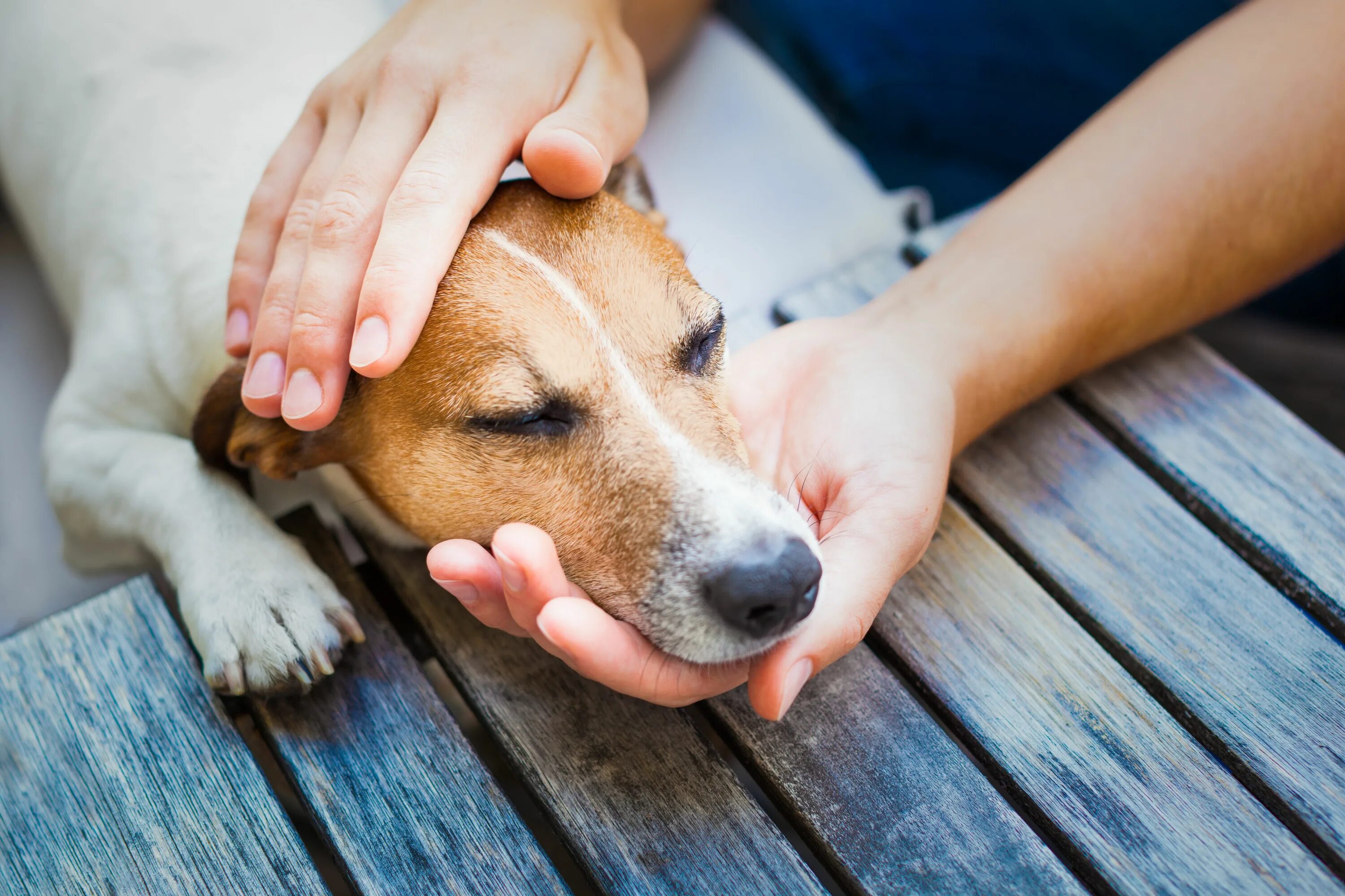 Top pets. Человек гладит собаку. Поглаживание собаки. Щенок на руках. Собака ласкается.