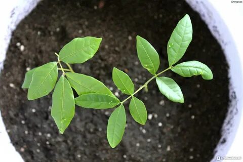 Лонган из косточки