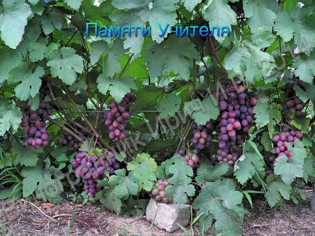 Виноград памяти буйненко. Сорт память учителя. Виноград памяти учителя. Виноград престиж. Саженцы виноград памяти учителя.