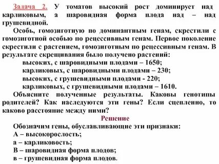 У томатов высокий рост стебля доминирует