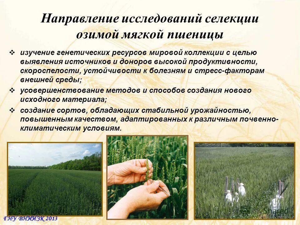 Этапы создания нового сорта