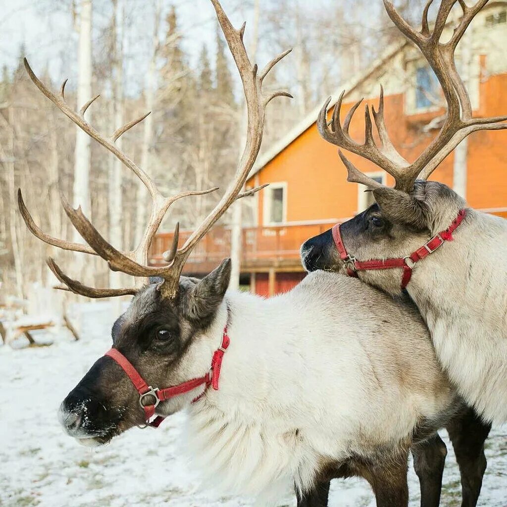 Два северных оленя