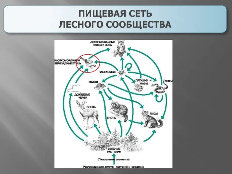 Разнообразие пищевых сетей. Пищевая сеть. Трофическая (пищевая) сеть. Пищевая сеть леса. Трофическая сеть леса.