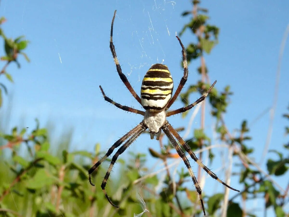 Паук брюнниха. Аргиопа брюнниха. аргиопа брюнниха (паук-оса). argiope trifasciata. ядовитый паук аргиопа брюнниха.