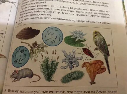 К каким царствам относят организмы изображенные