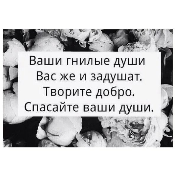 Ни души почему ни. Цитаты про гнилых людей. Фразы про гнилых людей. Статусы про гнилых. Ваши гнилые души.