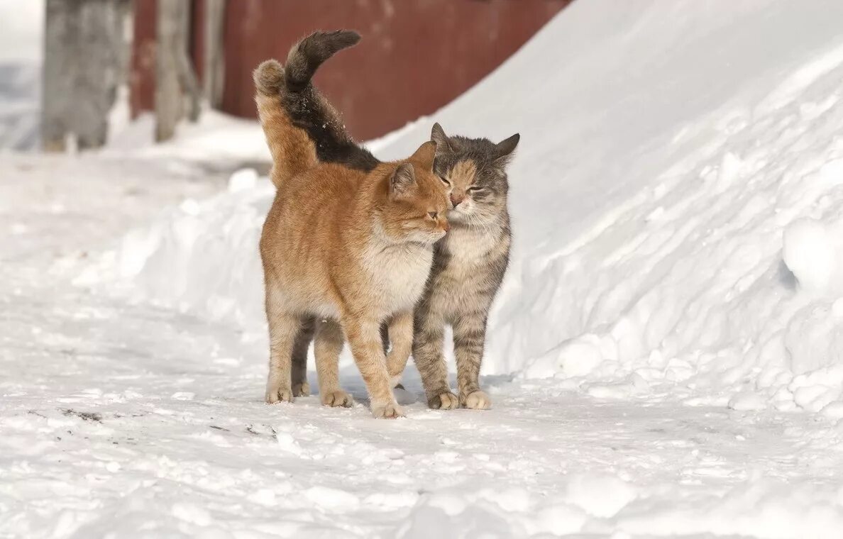 Кошка зима. Кошки зимой. Кот в снегу.