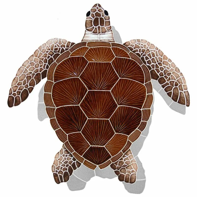 Симметрия черепахи. Панцирь морской черепахи. Черепаха панцирь узор снизу. Черепаха вид сверху.