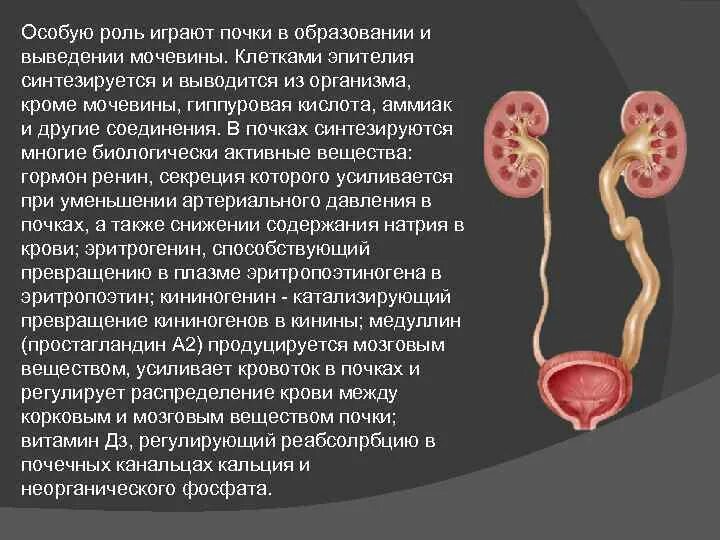 Вывод мочевины из организма. Выведение мочевины почками. Что синтезируется в почках. Образование и выведение мочевины из организма. Выводит мочевину