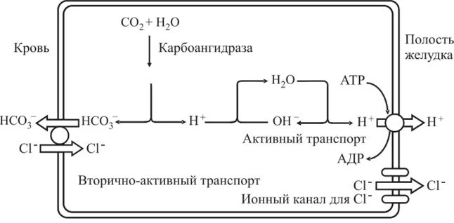 Секреции соляной кислоты. Схема синтеза соляной кислоты биохимия. схема секреции соляной кислоты в желудке. механизм образования и секреции соляной кислоты. механизм синтеза соляной кислоты биохимия.