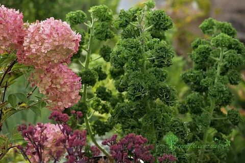 Пеларгония курчавая