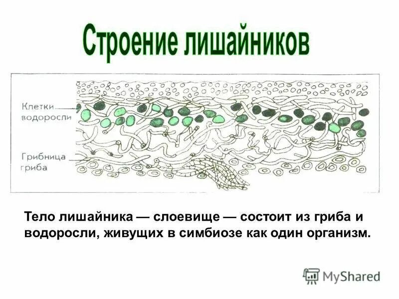 Тело лишайников состоит из ответ. Схема внутреннего строения лишайника. Строение таллома лишайника. Строение слоевища лишайника. Строение слоевища лишайника (схема).