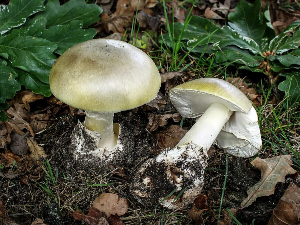 Где обитает поганка. Бледная поганка. бледная поганка гриб. amanita phalloides гриб. бледная поганка ядовитая.