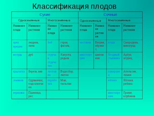 Таблица типы плодов 6 класс по биологии Картинки КЛАССИФИКАЦИЯ ПЛОДОВ 6 КЛАСС БИОЛОГИЯ