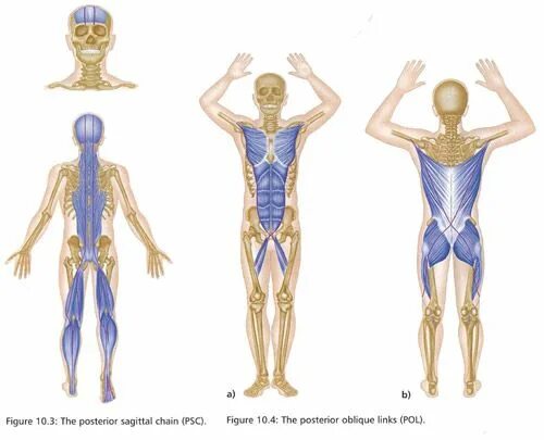 Задняя поверхностная миофасциальная линия. Фасциальные цепи Майерса.