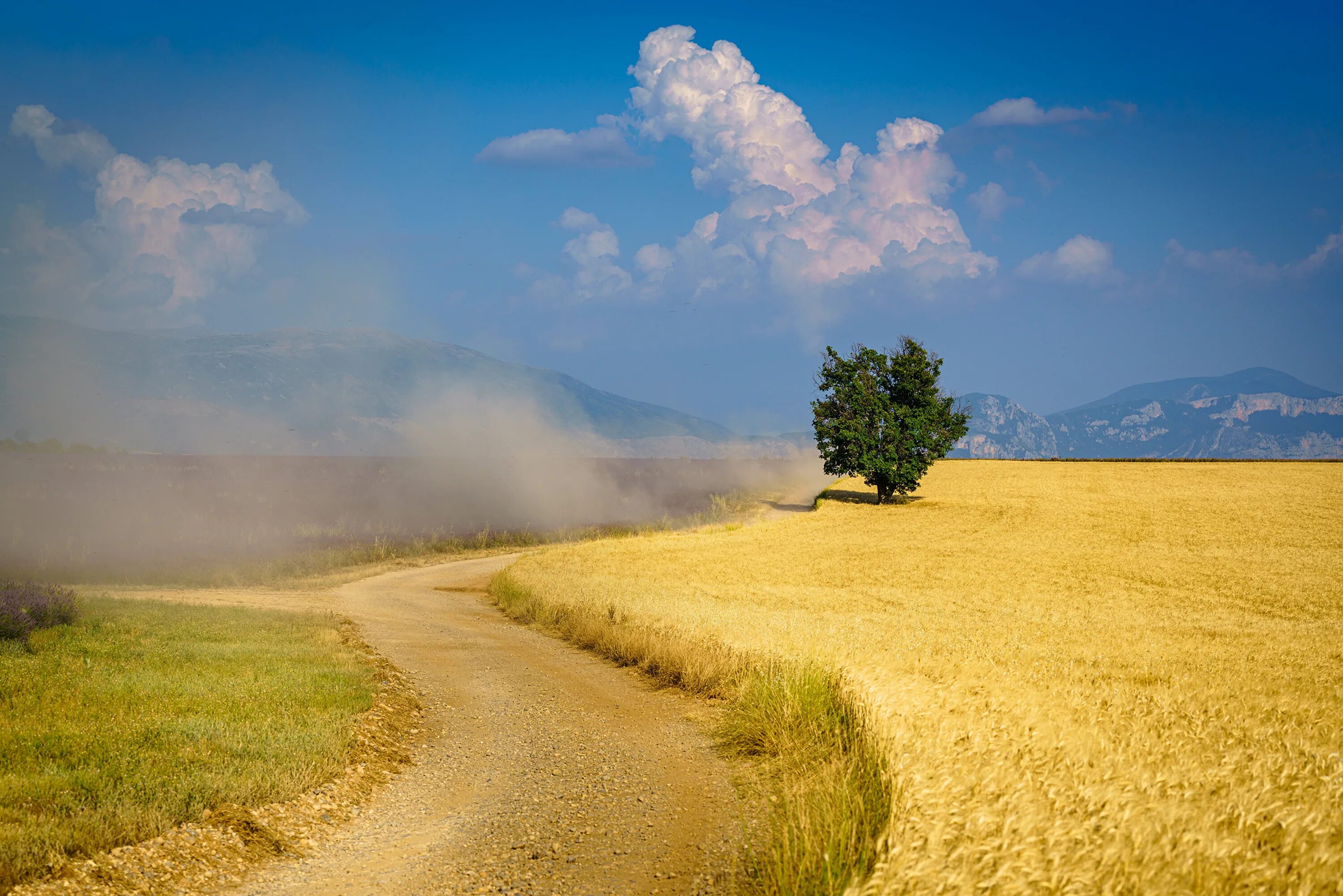 The road in the rye. «Пшеничное поле — Противостояние» (Нью-Йорк, США). Пыльная Проселочная дорога. Дорога в поле. Летняя дорога.