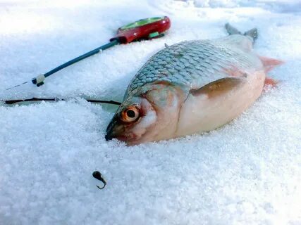 Зимняя рыбалка видео