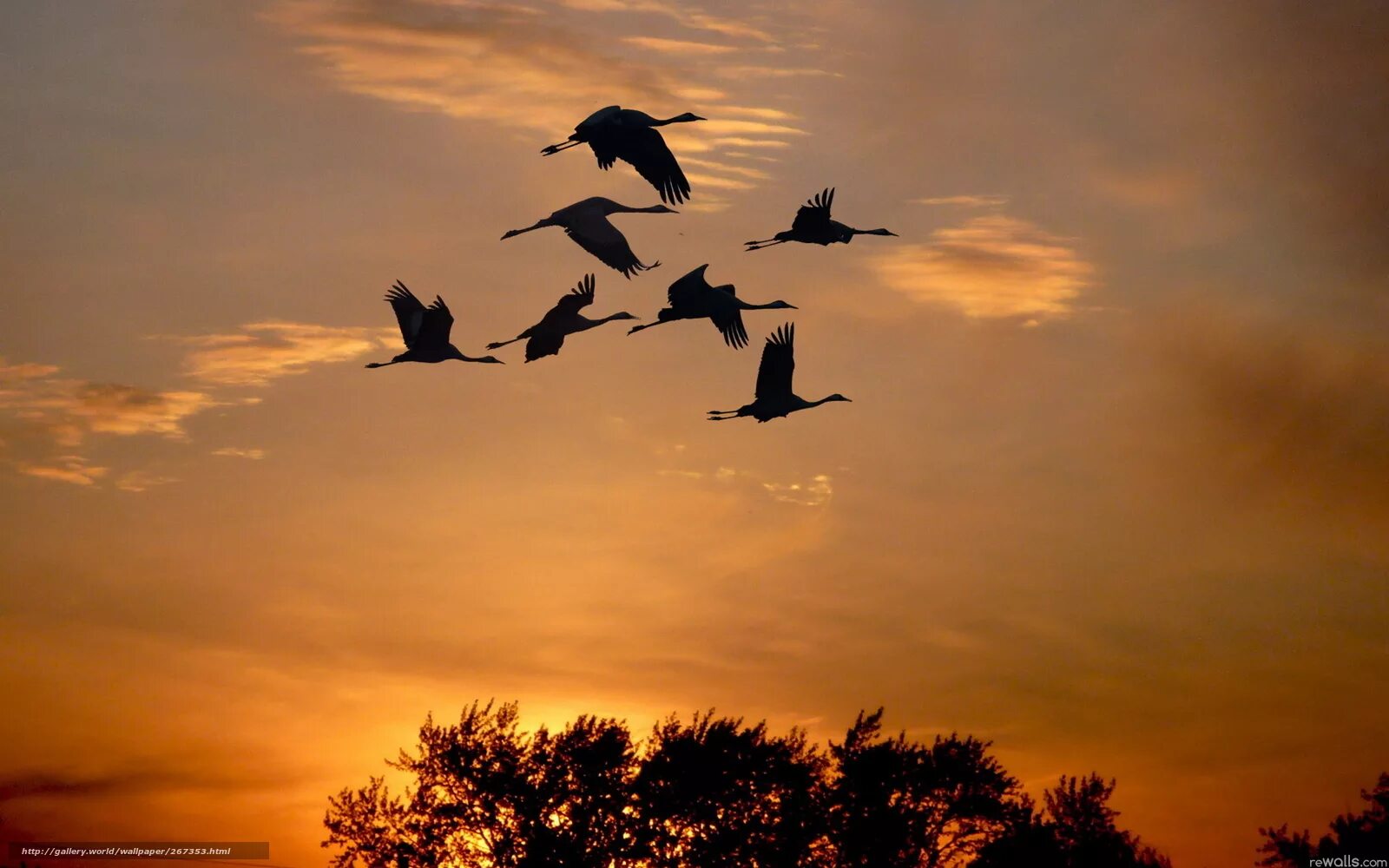 весенний закат. птицы в небе. прощание с журавлями. улетает лето. храм природа клин журавлей.