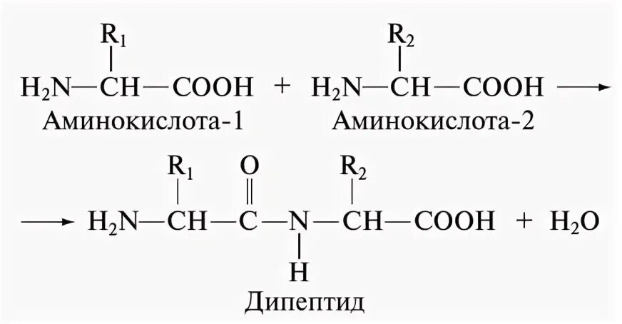 Дипептид из глицина