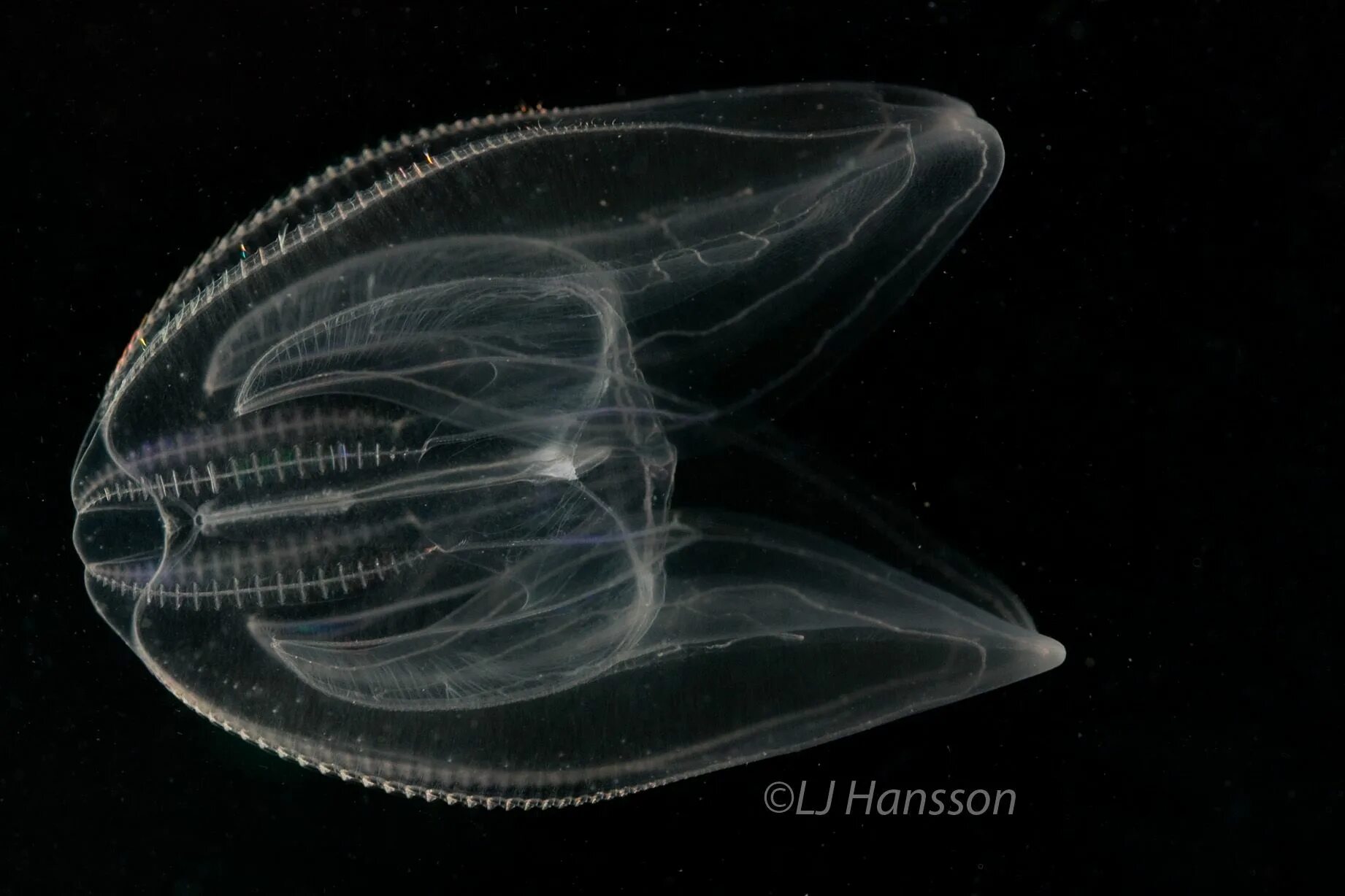 Comb jellies. Зоопланктон Гребневик. Гребневик мнемиопсис. Гребневик лейкотея. Медуза Гребневик.