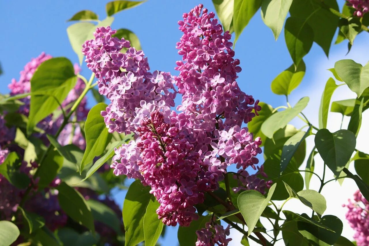 Цветки сирени мелкие. Сирень Звегинцева (Syringa sweginzowii). Syringa vulgaris `Фрэнк Патерсон`. Сирень Etna Syringa.