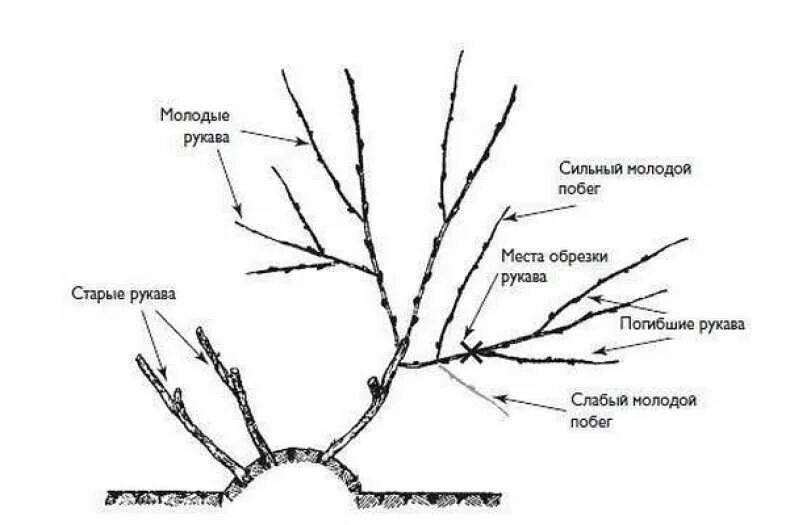 Обрезка куста винограда. Обрезка винограда взрослого куста. Обрезка винограда картинках пошагово. Обрезка винограда осенью для начинающих. Весенняя обрезка винограда в средней полосе