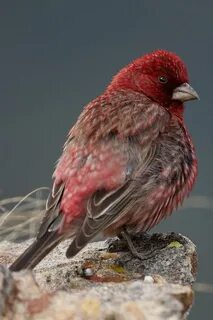 Птичка коричнево красная