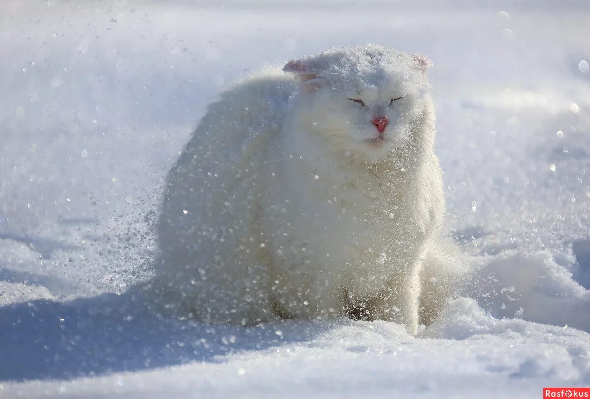 Снег идет пушистый белый. Кот в снегу. Пушистый снег. Кошки зимой. Пушистый кот в снегу.