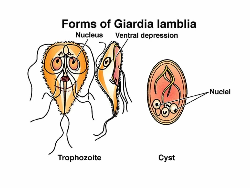 Лямблия вегетативная форма и циста. Лямблия строение жизненный цикл. Строение вегетативной формы лямблии. Lamblia intestinalis циста строение.