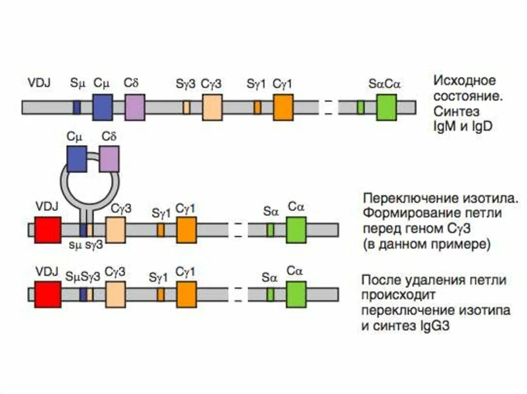 Гены иммуноглобулинов. Синтез классов иммуноглобулинов. Переключение синтеза иммуноглобулинов. Переключение синтеза классов антител. Переключение классов иммуноглобулинов.