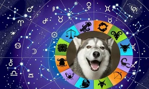 Собака по китайскому гороскопу