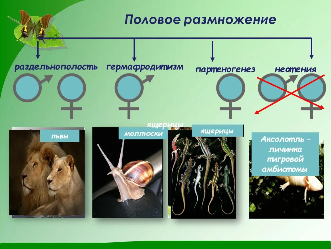 Половое размножение. Размножение это в биологии. Размножение организмов биология. Размножение организмов 9 класс. Все живые размножаются