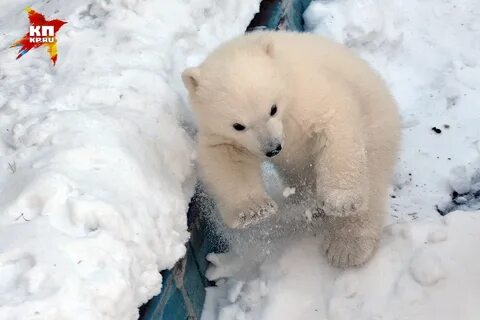Арзамас медведи