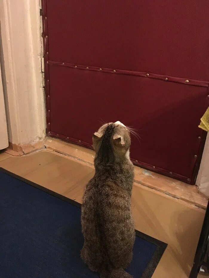 Кот под дверью. Кот ждет у двери. Котенок ждет у двери. Ждет у двери