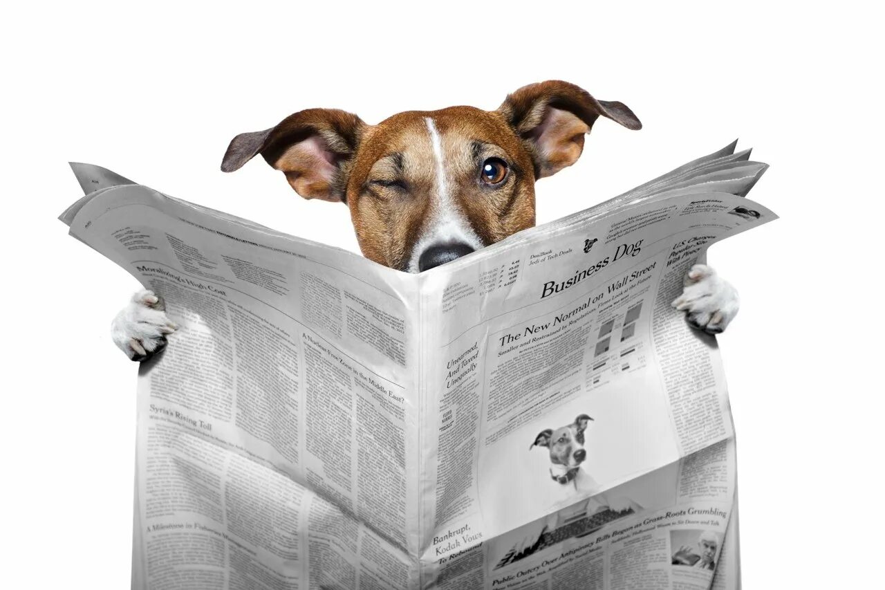 Животные с газетой. Собака с газетой. Собака читает газету. Песик с газетой.
