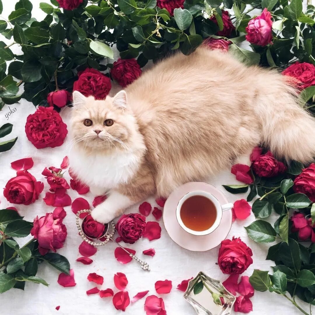 Cat flowers. Кошки и цветы. Животные с цветами. Доброе утро котенок. Котенок с цветами.