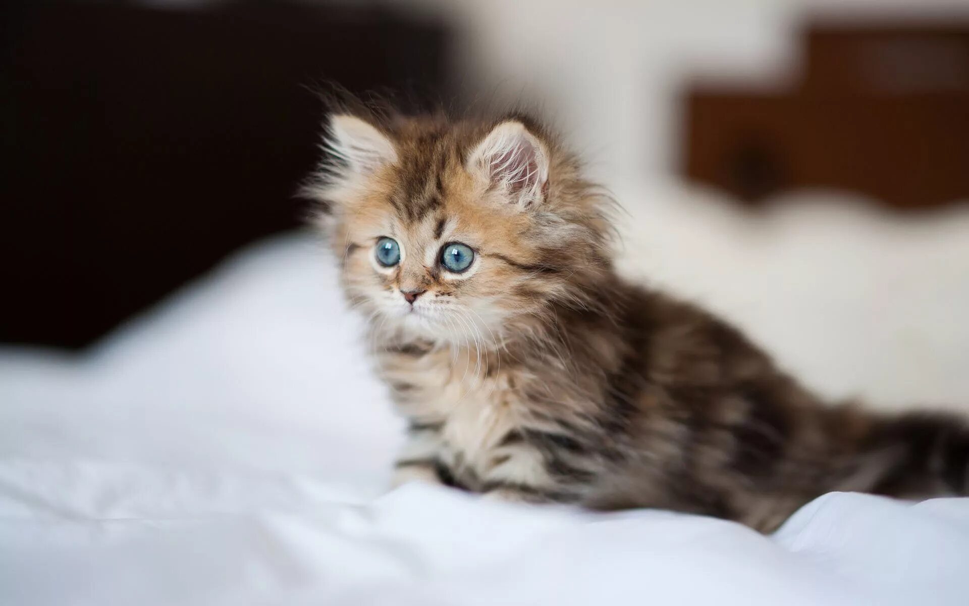 Котиков красивых пушистых