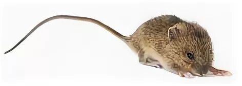 Mouse s tail